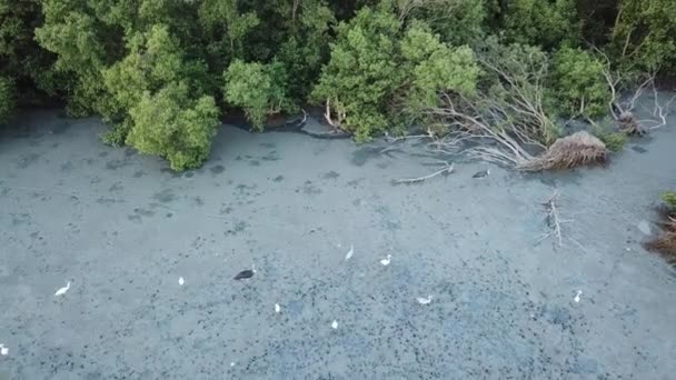 Kraanvogel en Aziatische open snavel zoeken voedsel naast de mangrovebomen. - Video