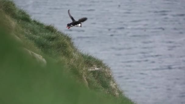 Puffiny latające wokół wzgórza w bardzo zwolnionym tempie - Materiał filmowy, wideo