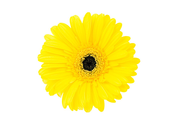 Large yellow gerbera flower on white background - Zdjęcie, obraz