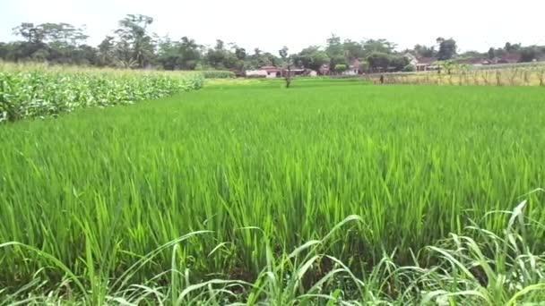 Gyönyörű kilátás rizsföld természetes háttér - Felvétel, videó