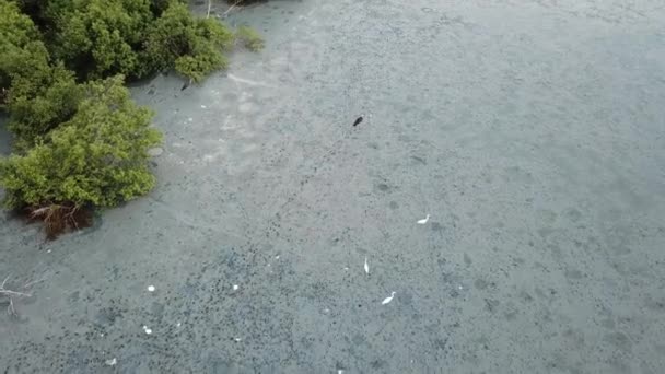 Egrets en Aziatische open bill zoeken naar voedsel in moeras bij Penang, Maleisië. - Video
