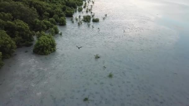 Volg zwarte vogel en witte vogel zilverreigers vliegen op mangrove moeras gebied. - Video