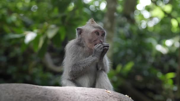 Kis majom etetés a dzsungelben.Nagy szög, érdekesség mozgás. - Felvétel, videó