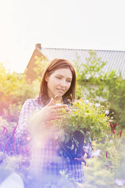 Portrait of mature female buyer checking flowers on pot in shop - Foto, Imagen