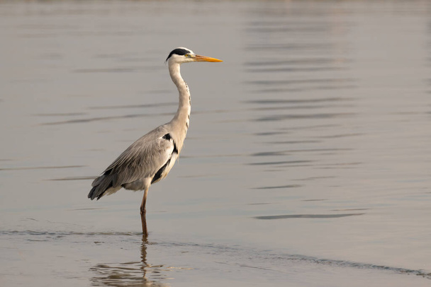 A lone Grey Heron (Ardea cinerea), standing in the shallow waters of a lagoon and looking straight ahead. - Photo, Image