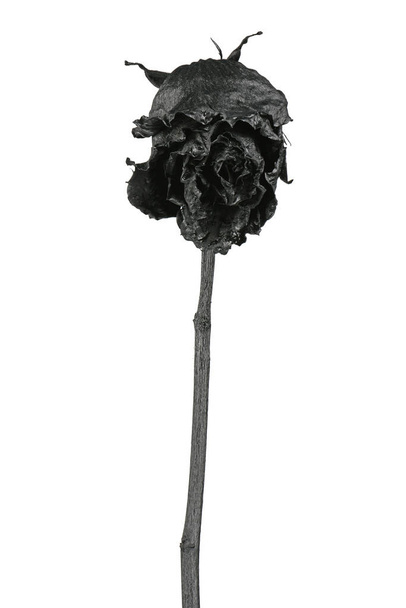 Rosa negra aislada en blanco. Cabeza de flor negra y seca, concepto romántico. Foto de alta resolución. Profundidad total del campo
. - Foto, Imagen
