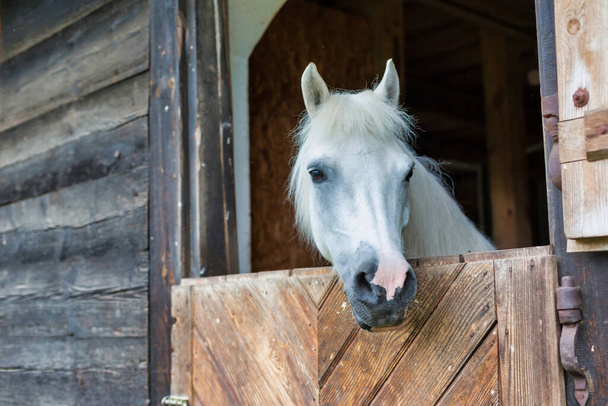 Portrait of a white horse on barn - Photo, image