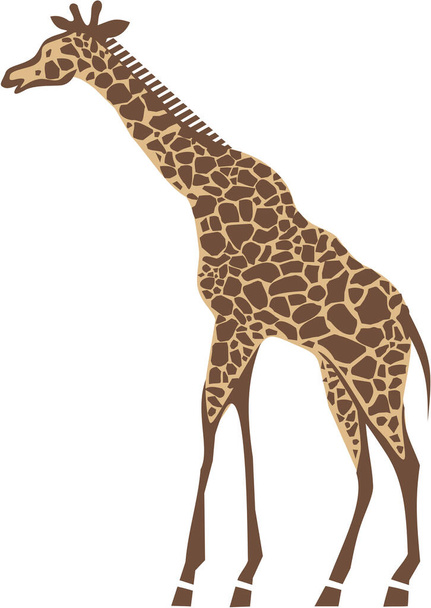 giraffe silhouette on white background  - Foto, afbeelding
