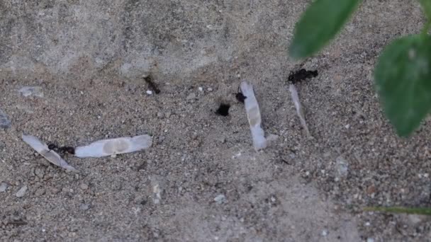 mrówki przewożące liście na lądzie - Materiał filmowy, wideo