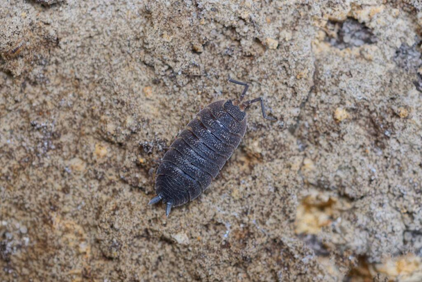 un petit pou de bois d'insecte noir est assis sur la terre grise dans la nature
 - Photo, image