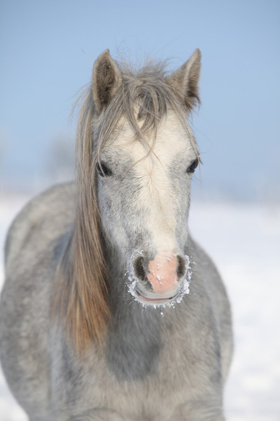 Increíble pony gris en invierno
 - Foto, Imagen