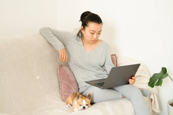 Азиатка в серой рубашке и брюках. Молодая азиатка работает из дома, сидя на диване. Корейская девушка с ноутбука. Девочка держит свою чихуахуа-собаку
 - Фото, изображение