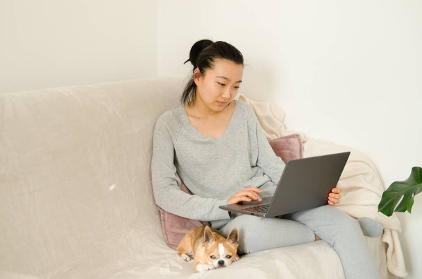 Asiatin in grauem Hemd und grauer Hose. Junge Asiatin arbeitet von zu Hause aus, während sie auf einem Sofa sitzt. Koreanisches Mädchen mit Laptop. Mädchen hält ihren Chihuahua-Hund - Foto, Bild
