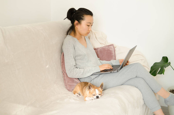 Mulher asiática vestida de camisa cinza e calças. Jovem mulher asiática trabalhando em casa enquanto se senta em um sofá. Menina coreana usando laptop. Menina segurando seu cachorro chihuahua
 - Foto, Imagem