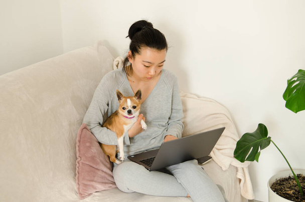 Asian woman dressed in grey shirt and trousers. Young Asian woman working from home while sitting on a sofa. Korean girl using laptop. Girl holding her chihuahua dog - Foto, imagen