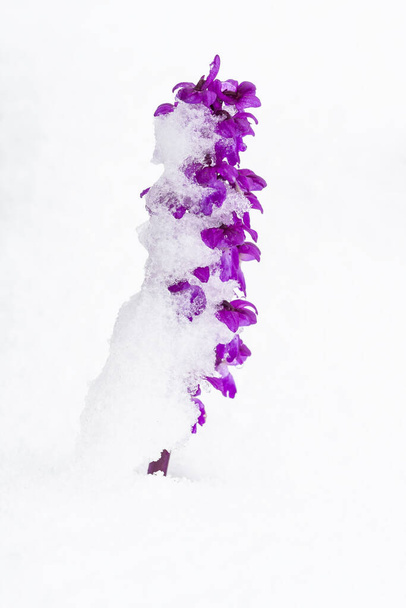 A vertical selective focus shot of orchis mascula growing in the snowy ground. Leon, Spain - 写真・画像