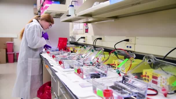 2019 - researchers in a DNA crime lab laboratory collect and analyze samples during a criminal investigation. - Imágenes, Vídeo