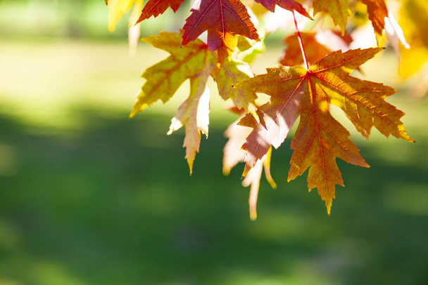 Bright maple leaves close-up. Beautiful autumn landscape on a sunny day. - Фото, зображення