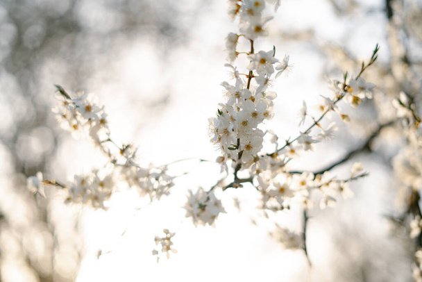 nos ramos da árvore de ameixa de cerejeira, há muitas flores brancas e delicadas que floresceram no início da primavera. tendência sazonal
 - Foto, Imagem
