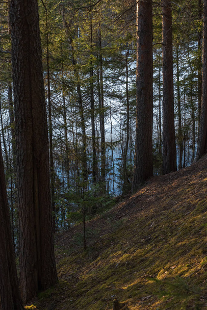 Manzara. Orman gölü kıyısı, karlar erimeye başladığında. Bazı ağaçlar çoktan erimiş suyla dolmuş. Günbatımının parlak, sıcak ışığı zıtlıklar ve derin gölgeler yaratır.. - Fotoğraf, Görsel
