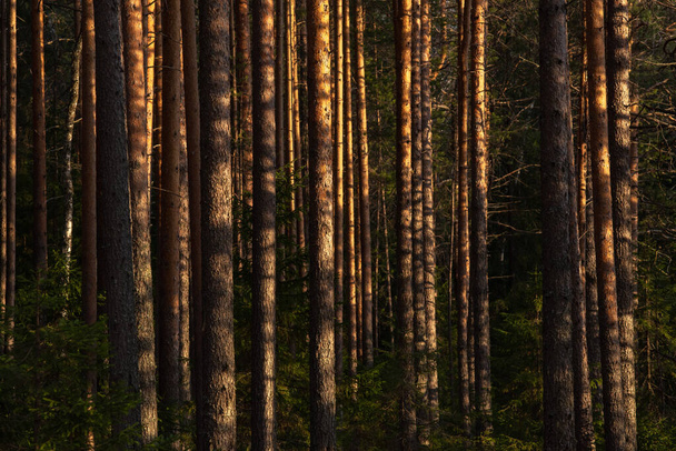 Пейзаж. Весенний лес на закате. Яркий тёплый свет солнца создает контрастные тёмные тени и яркие блики на стволах деревьев. Большая часть снега уже растаяла.
 - Фото, изображение