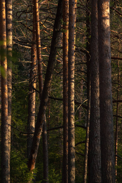 Пейзаж. Весняний ліс на заході сонця. Яскраве тепле світло сонця створює контрастні темні тіні і яскраві відблиски на стовбурах дерев. Більшість снігу вже розтануло
 - Фото, зображення