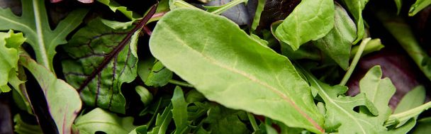 Top view of greenery and salad leaves, panoramic shot - Foto, imagen