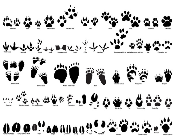 Animal trails - Vector, Image