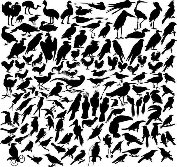 Uccelli vettori
 - Vettoriali, immagini