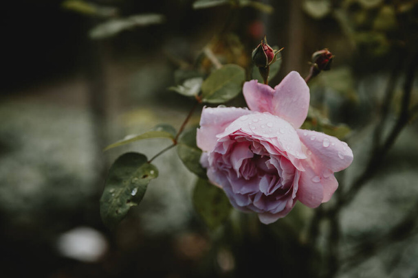 Detail růžové růže s kapkami ranní rosy na okvětních lístcích v městském parku se dvěma růžovými pupeny v pozadí - Fotografie, Obrázek