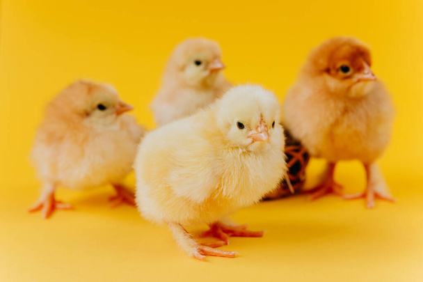 Yellow cute small four chicks sitting in nest near eggs on yellow background. Concept of easter postcard. Organic meat and egg on farm. - Photo, Image
