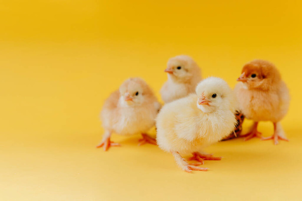 Geel schattige kleine vier kuikens zitten in nest in de buurt van eieren op gele achtergrond. Concept van pasen ansichtkaart. Biologisch vlees en eieren op de boerderij. - Foto, afbeelding