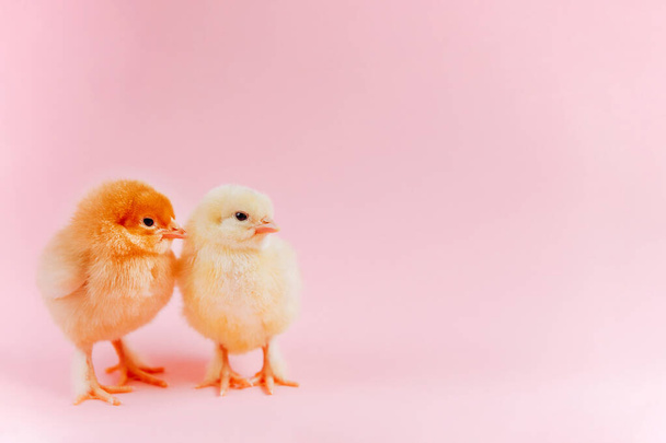 Gelbe niedliche kleine zwei Küken sitzen im Nest in der Nähe von Eiern auf rosa Hintergrund. Konzept der Osterpostkarte. Bio-Fleisch und Eier auf dem Bauernhof. - Foto, Bild
