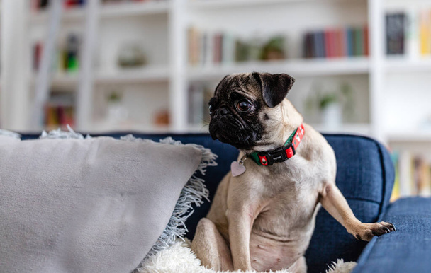 zblízka záběr rozkošný pug štěně relaxační na gauči - Fotografie, Obrázek
