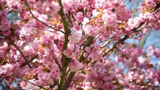 Primer plano de flor de sakura rosa con hojas en rama, flor de cerezo
  - Imágenes, Vídeo