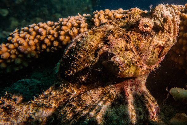Octopus king of camouflage in the Red Sea - Photo, Image