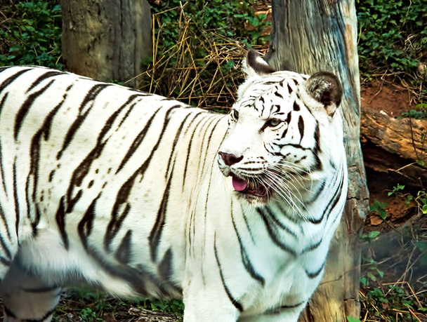 De Witte tijger loopt.. - Foto, afbeelding