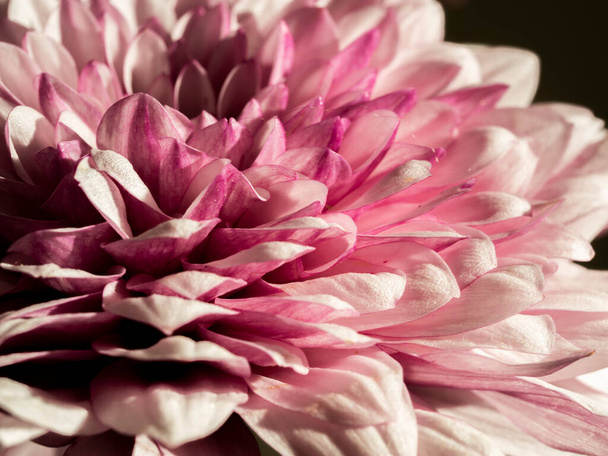 flower petals close-up, pink color - Photo, Image
