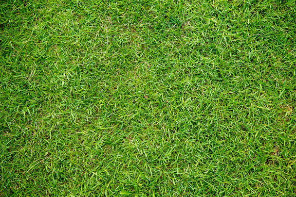 green grass texture background - Foto, immagini