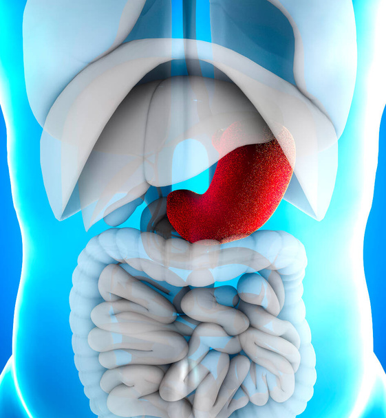胃は、消化管内の筋肉質で中空の臓器です。それは拡張構造を持ち、重要な消化器官として機能する。食道と小腸の間に位置する。 - 写真・画像