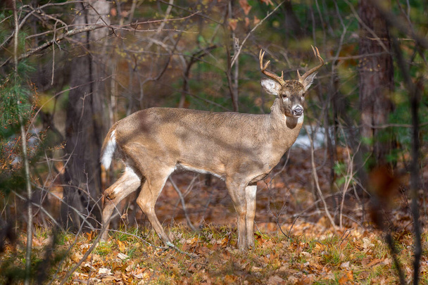Kahdeksan pisteen Whitetail Buck seisoo auringossa metsän reunalla syksyllä. Koko vartalo näkyvissä profiilissa
. - Valokuva, kuva