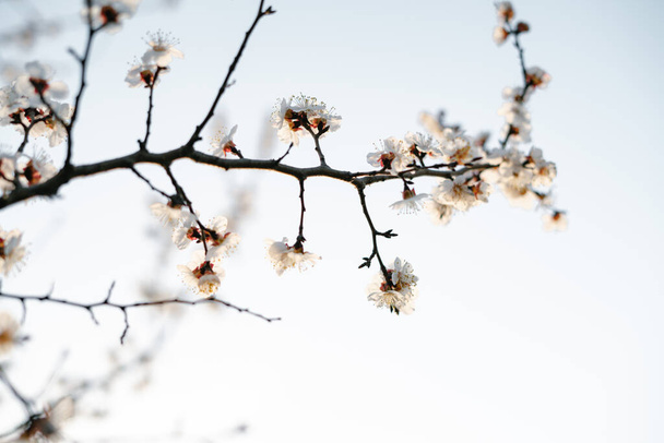 Bella primavera floreale sfondo astratto della natura.Rami di fioritura macro albicocca con soft focus su delicato sfondo cielo azzurro. stagione primaverile tendenza - Foto, immagini