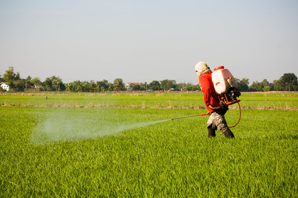 farmář rozprašování pesticidů v poli rýže - Fotografie, Obrázek