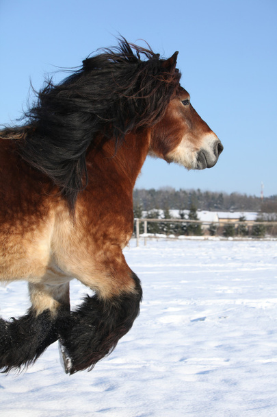 aardige Nederlandse trekpaard met lange manen uitgevoerd in de sneeuw - Foto, afbeelding