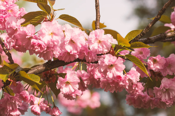 春に公園で桜を咲かせ - 写真・画像