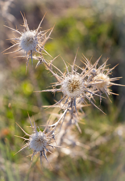Centaurea calcitrapa, wild plant, commonly known as the star thistle in the summer in prairie in Cappadocia in Turkey. White plant sharp - Photo, Image