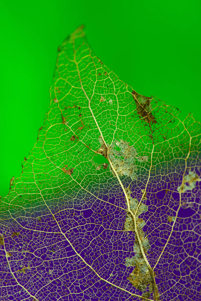 venas de hoja muerta sobre fondo de color en macrofotografía
 - Foto, Imagen
