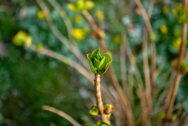 The close-up of leaves bud opening on the tip of a branch. Opening bud. Zoom of a bud - Valokuva, kuva