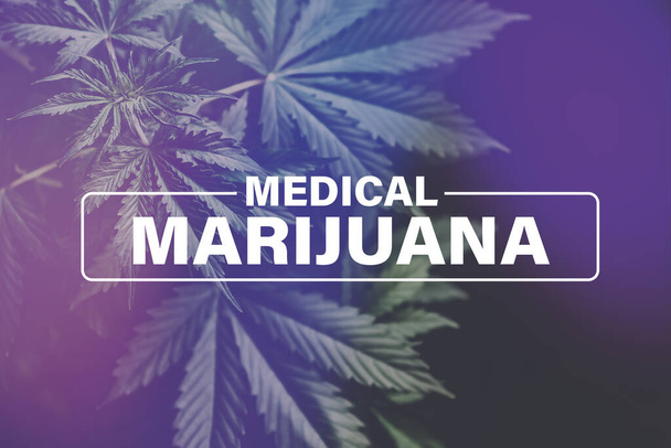 Medische marihuana, marihuana vegetatie planten hennep, cannabis kweken, cannabis indica kweken, achtergrond groen, marihuana bladeren, - Foto, afbeelding