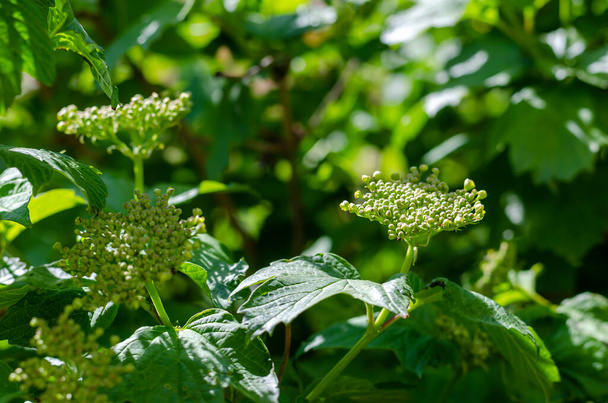 Spring branches of viburnum vulgaris before the flowering season. Green leaves in the sun. Bunches of inflorescences close-up. Selective focus. - Photo, Image